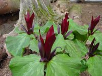 Rich red vertical petals and fresh green leaves.